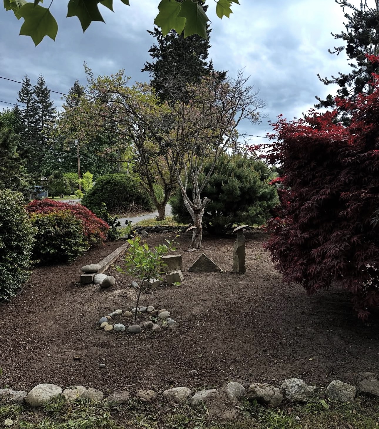 Front bed cleared of weeds and freshly raked, framed by Japanese maples